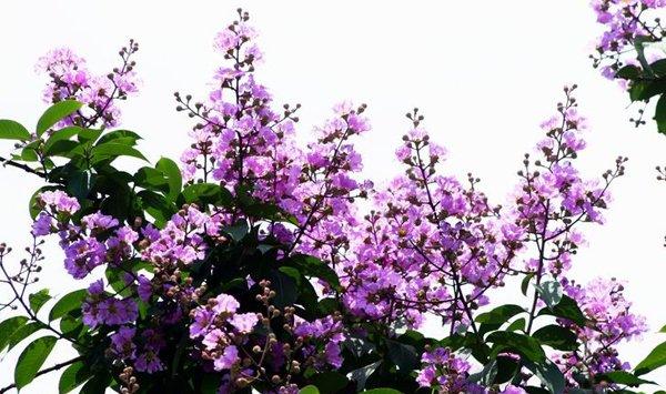 古代诗人笔下唯美的紫薇花