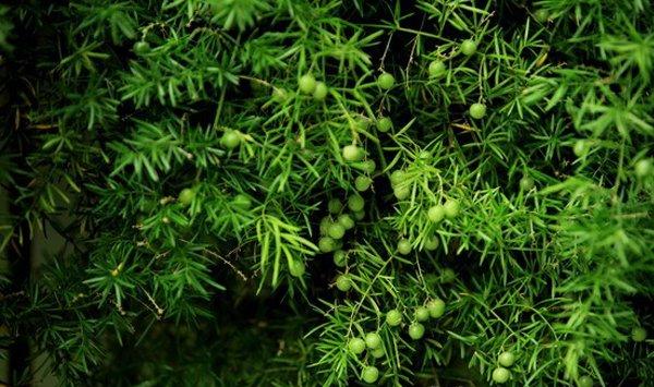 天门冬的养殖方法和注意事项