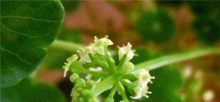 铜钱草花期 铜钱草花期