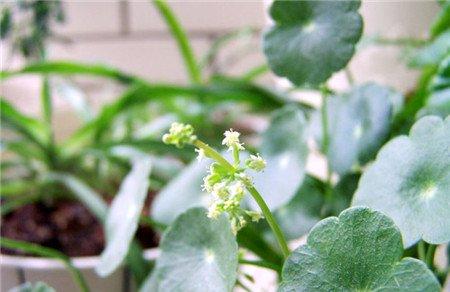 铜钱草开花 铜钱草开花