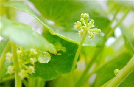 铜钱草开花怎么办 铜钱草开花怎么办