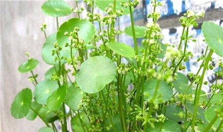 铜钱草开花吗 铜钱草开花吗