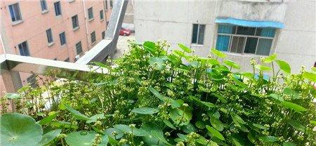 铜钱草开花图片 铜钱草开花图片