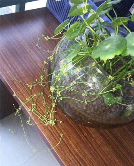 铜钱草长大 铜钱草长大