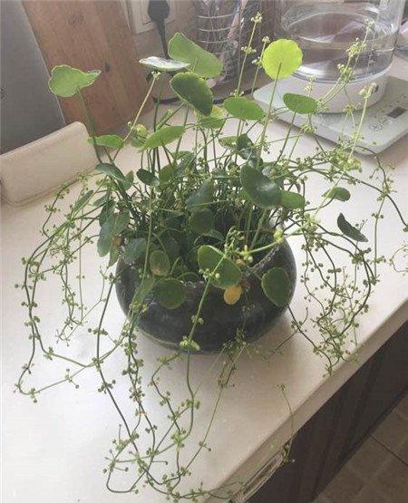 铜钱草开花 铜钱草开花