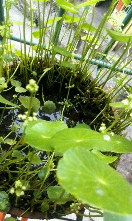 铜钱草 铜钱草