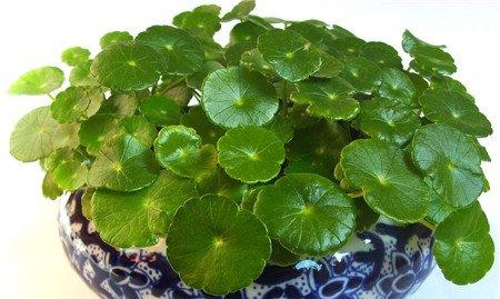 铜钱草的养殖注意事项 铜钱草的养殖注意事项