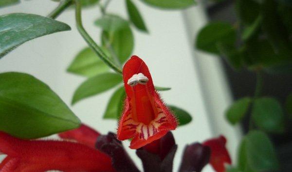 口红花什么时候开花