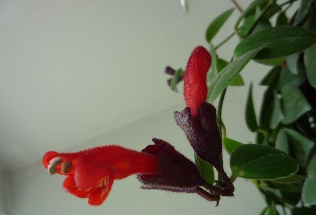 口红花花期差异的原因 口红花花期差异的原因
