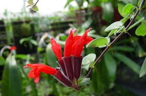 细萼口红花 细萼口红花