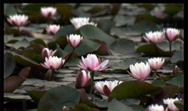 萍蓬草养殖方法和注意事项 萍蓬草养殖方法和注意事项