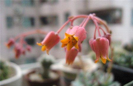 吉娃莲开花 吉娃莲开花