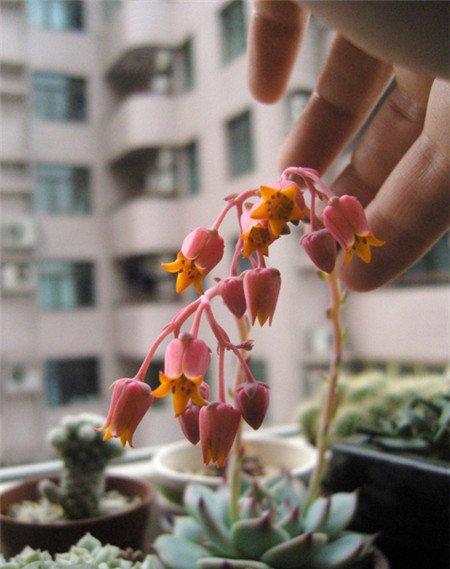 吉娃莲红色的花 吉娃莲红色的花