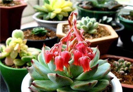 吉娃莲开花图片 吉娃莲开花图片