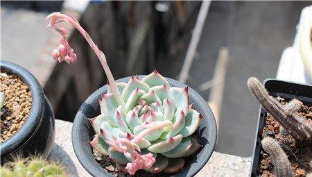 吉娃莲开花图片欣赏 吉娃莲开花图片欣赏