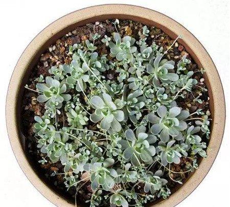 子持年华的爆盆纪录:6月 子持年华的爆盆纪录:6月
