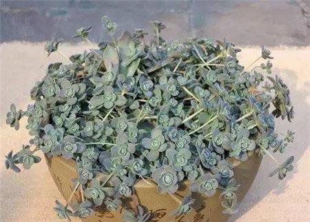 子持年华的爆盆纪录:次年5月 子持年华的爆盆纪录:次年5月