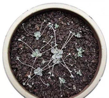 子持年华的爆盆纪录:4月 子持年华的爆盆纪录:4月