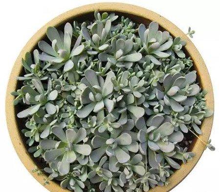 子持年华的爆盆纪录:8月 子持年华的爆盆纪录:8月