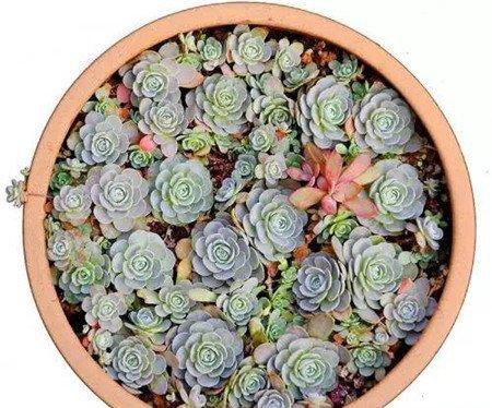 子持年华的爆盆纪录:10月 子持年华的爆盆纪录:10月
