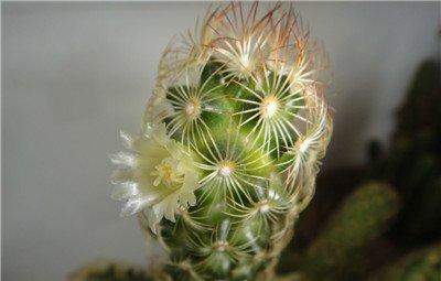 金手指小花