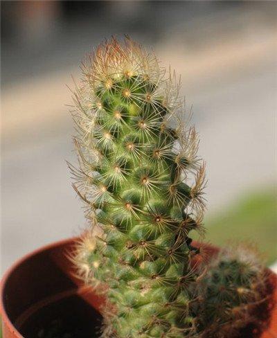 金手指开花吗？