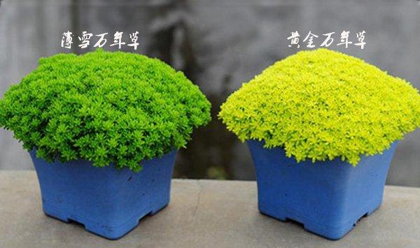 黄金万年草是薄雪万年草吗?