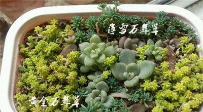 黄金万年草与薄雪万年草区别：看株型