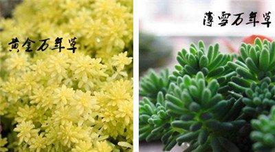 黄金万年草与薄雪万年草区别：看颜色