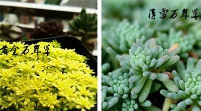 黄金万年草与薄雪万年草区别：看叶子