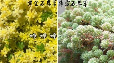 黄金万年草与薄雪万年草区别：看叶片的聚拢方式