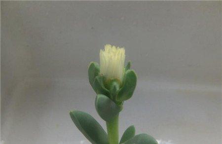 鹿角海棠白花 鹿角海棠白花