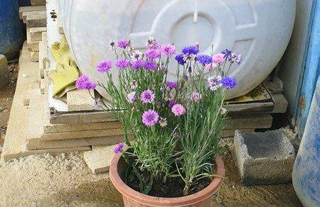 盆栽矢车菊 盆栽矢车菊