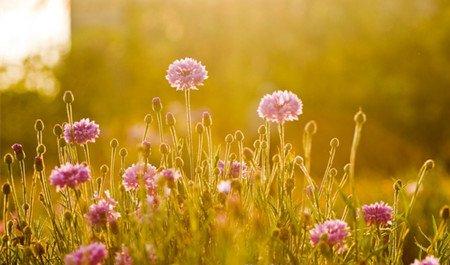 阳光下的矢车菊 阳光下的矢车菊