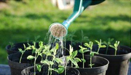 悉心浇水 悉心浇水