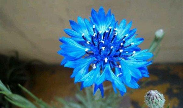 矢车菊的家庭养殖方法及注意事项 矢车菊的家庭养殖方法及注意事项
