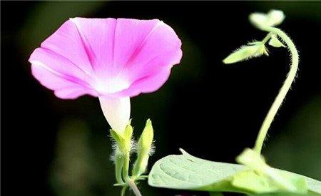 牵牛花