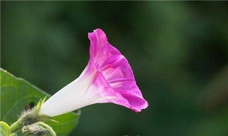 牵牛花的养殖方法