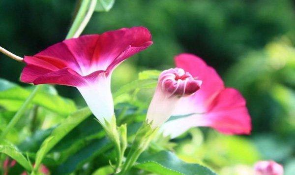 牵牛花的养殖方法和注意事项