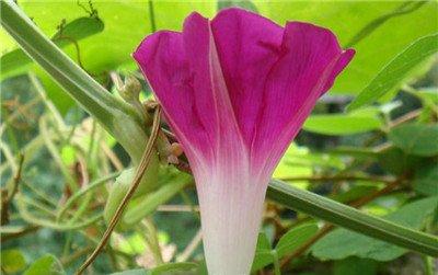 牵牛花开花的样子
