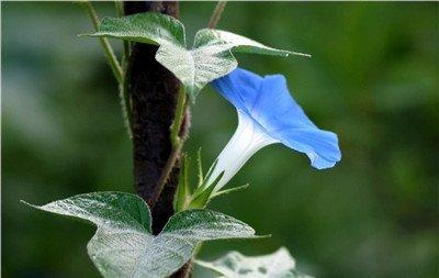 牵牛花什么季节开花 牵牛花什么季节开花