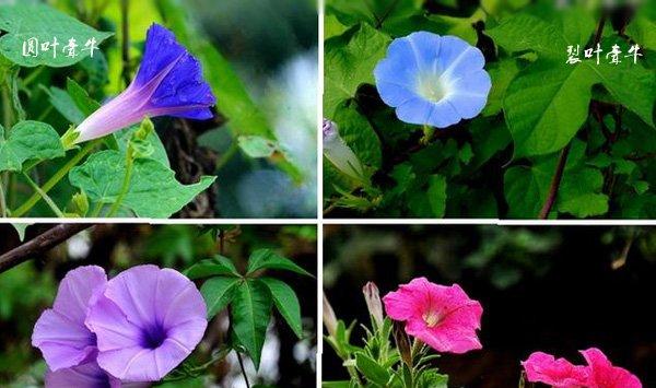 喇叭形状的花都是牵牛花吗