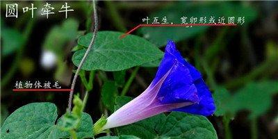圆叶牵牛花