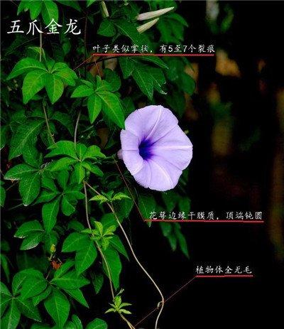 五爪金龙