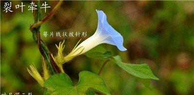 裂叶牵牛花
