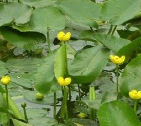 萍蓬草