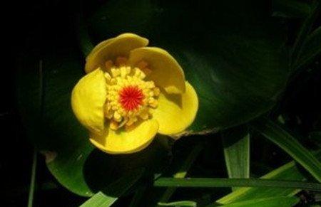 萍蓬草