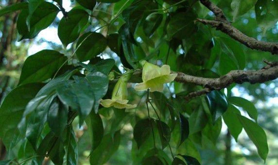 小萼菜豆树