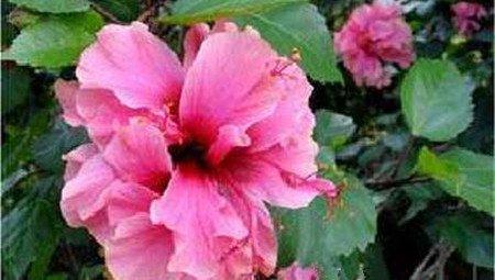 扶桑花盛开