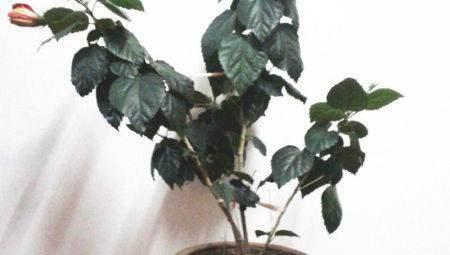  扶桑花盆